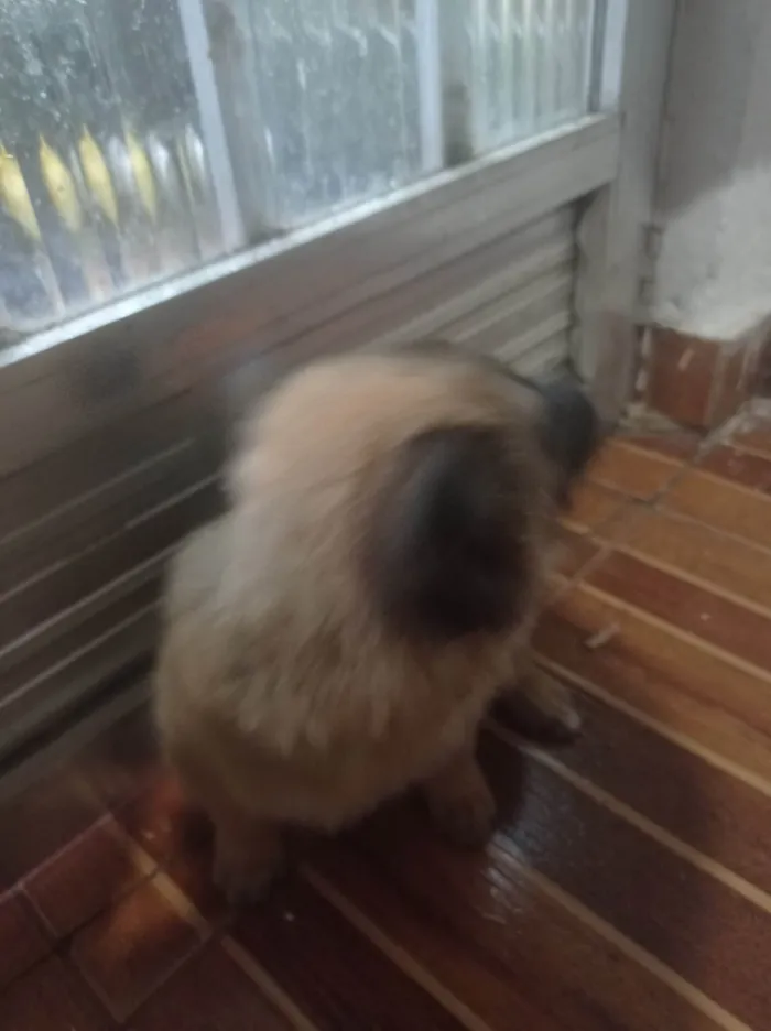 Cachorro ra a SRD-ViraLata idade Abaixo de 2 meses nome Orelha 