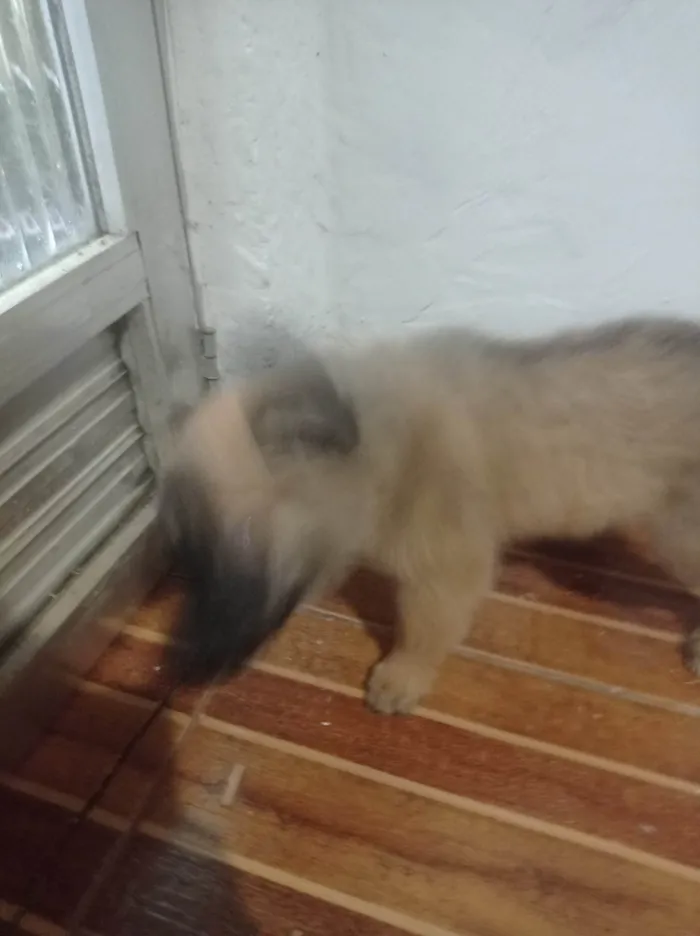 Cachorro ra a SRD-ViraLata idade Abaixo de 2 meses nome Orelha 