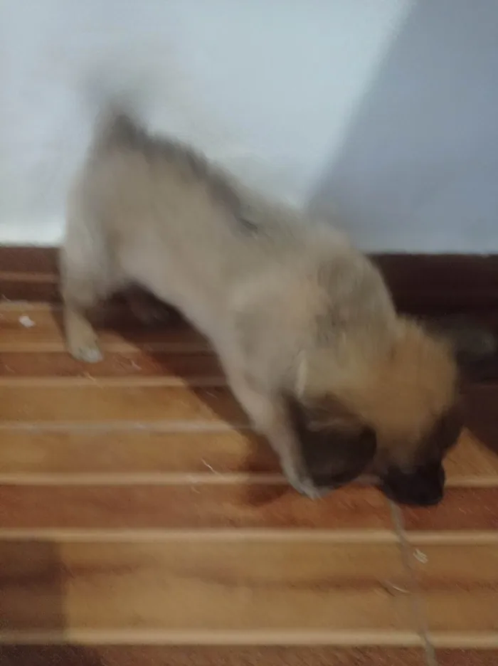 Cachorro ra a SRD-ViraLata idade Abaixo de 2 meses nome Orelha 