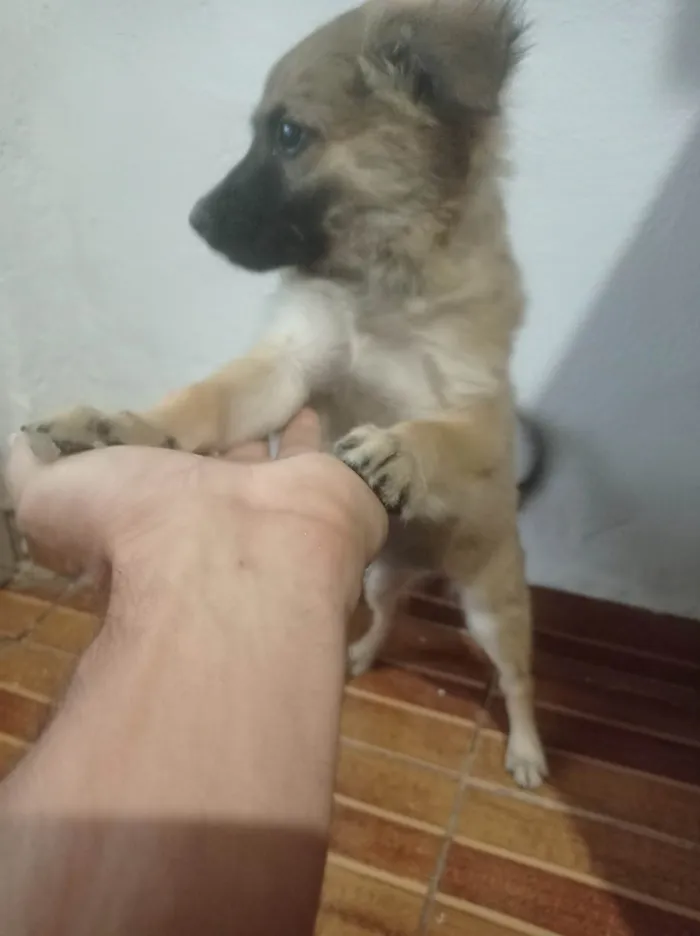 Cachorro ra a SRD-ViraLata idade Abaixo de 2 meses nome Lili