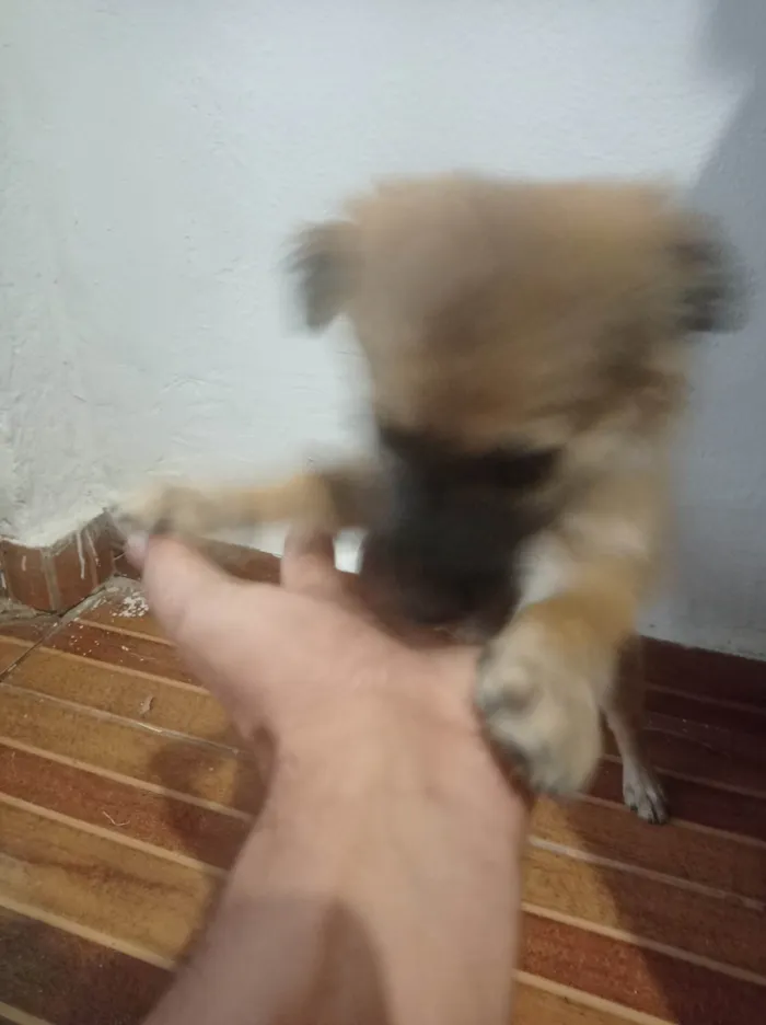 Cachorro ra a SRD-ViraLata idade Abaixo de 2 meses nome Lili