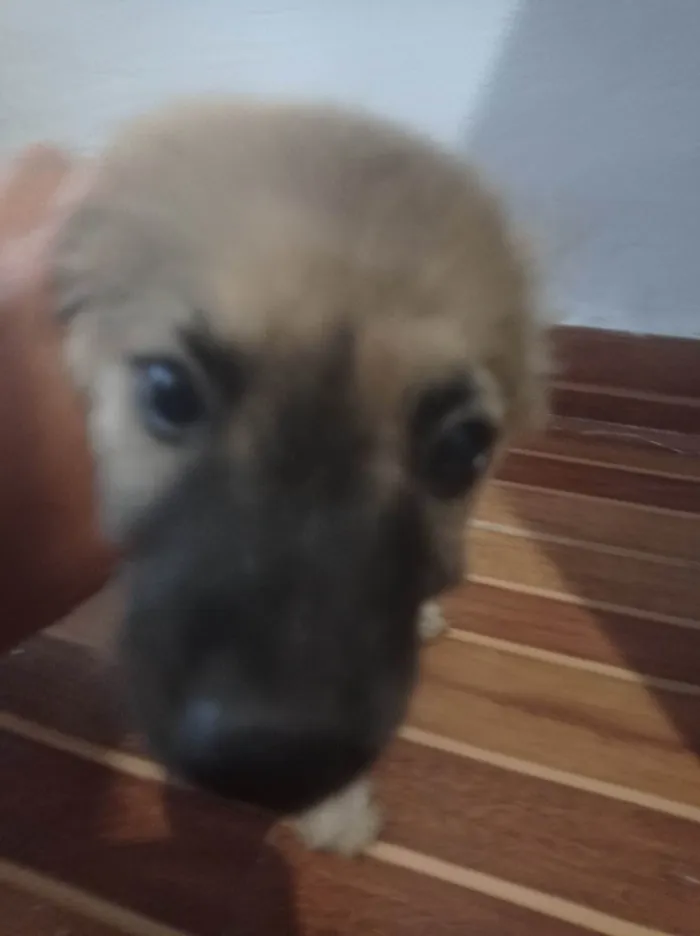 Cachorro ra a SRD-ViraLata idade Abaixo de 2 meses nome Lili