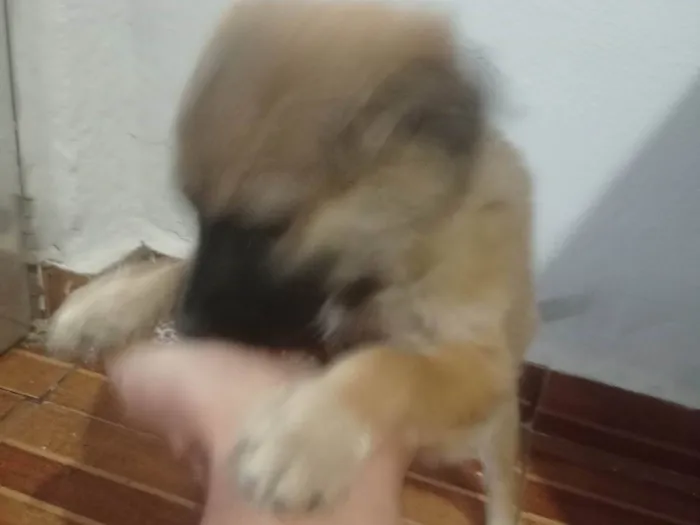 Cachorro ra a SRD-ViraLata idade Abaixo de 2 meses nome Lili