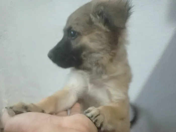 Cachorro ra a SRD-ViraLata idade Abaixo de 2 meses nome Lili