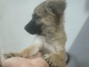 Cachorro raça SRD-ViraLata idade Abaixo de 2 meses nome Lili