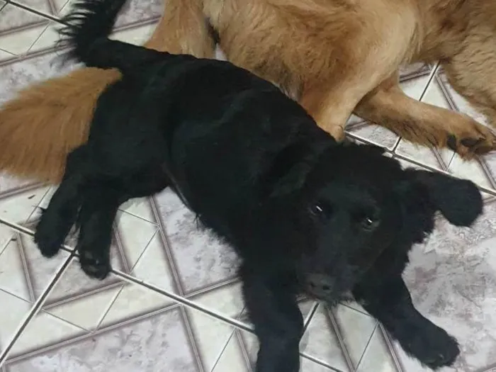 Cachorro ra a Cocker idade 2 anos nome Amigo