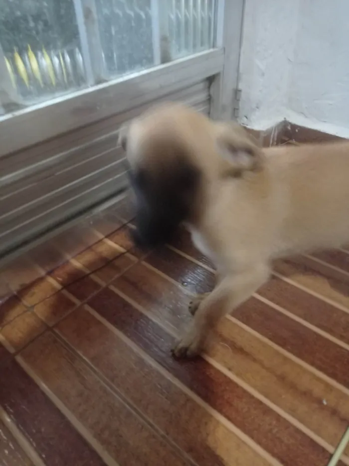 Cachorro ra a SRD-ViraLata idade Abaixo de 2 meses nome Lila