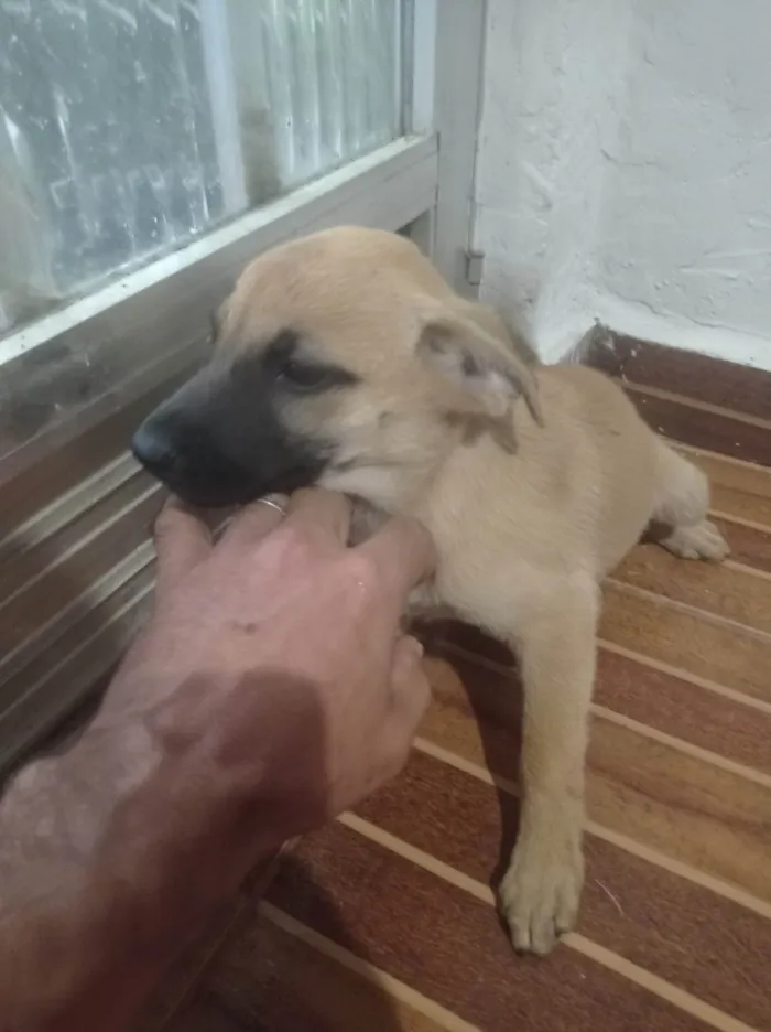 Cachorro ra a SRD-ViraLata idade Abaixo de 2 meses nome Lila