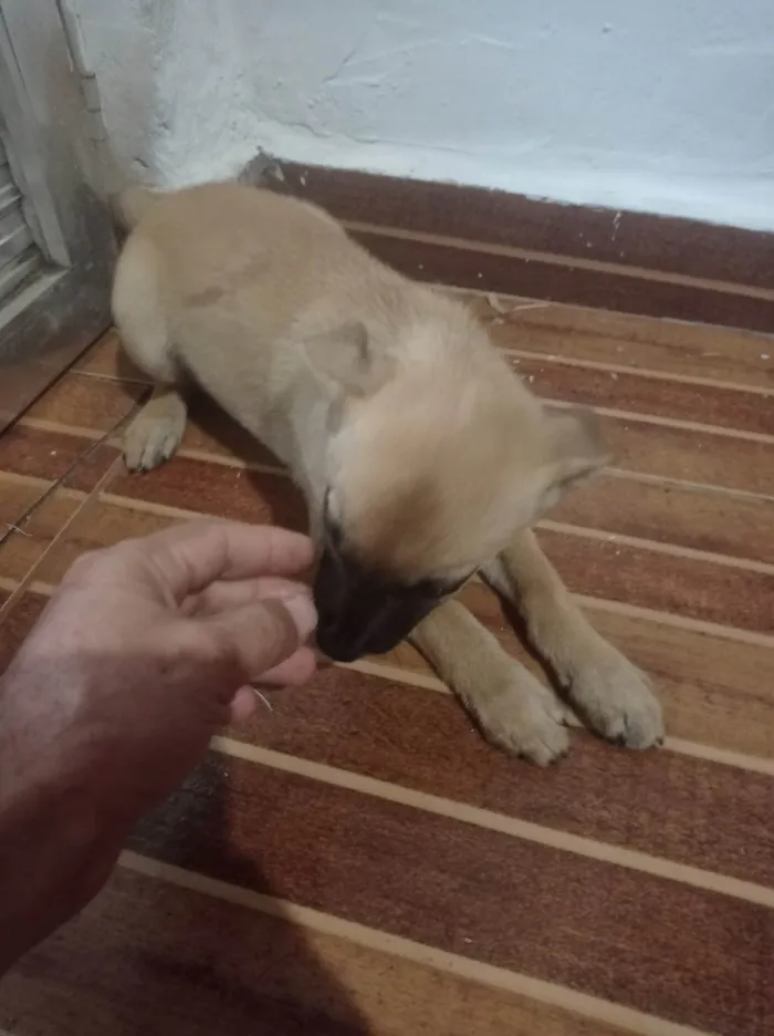 Cachorro ra a SRD-ViraLata idade Abaixo de 2 meses nome Lila