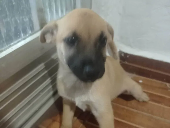 Cachorro ra a SRD-ViraLata idade Abaixo de 2 meses nome Lila