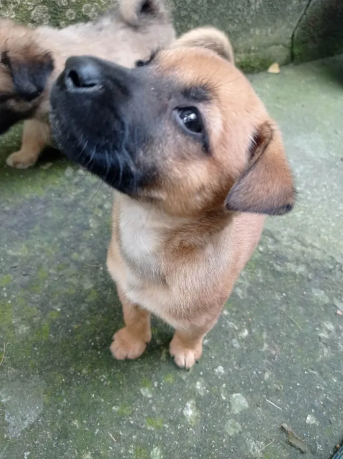 Cachorro ra a SRD-ViraLata idade Abaixo de 2 meses nome Mel