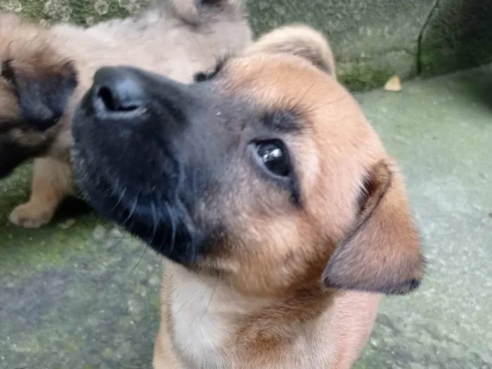 Cachorro ra a SRD-ViraLata idade Abaixo de 2 meses nome Mel