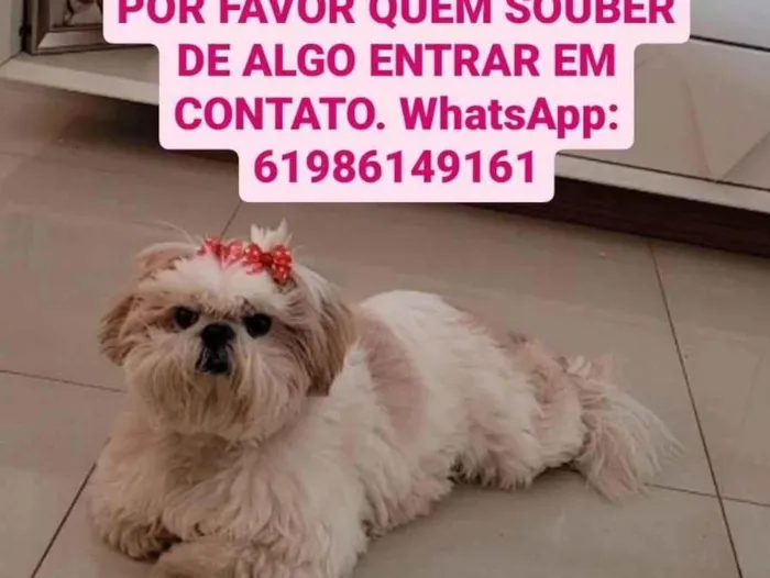 Cachorro ra a Shitzu idade 6 ou mais anos nome GRATIFICA - Zara