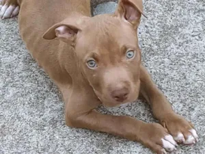 Cachorro raça Pit-Bull idade 2 a 6 meses nome Príncipe 