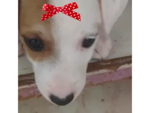 Cachorro raça Mestiça  idade 2 a 6 meses nome Maia 