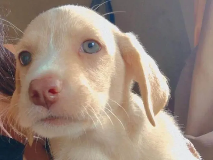 Cachorro ra a SRD-ViraLata idade 2 a 6 meses nome Melissa
