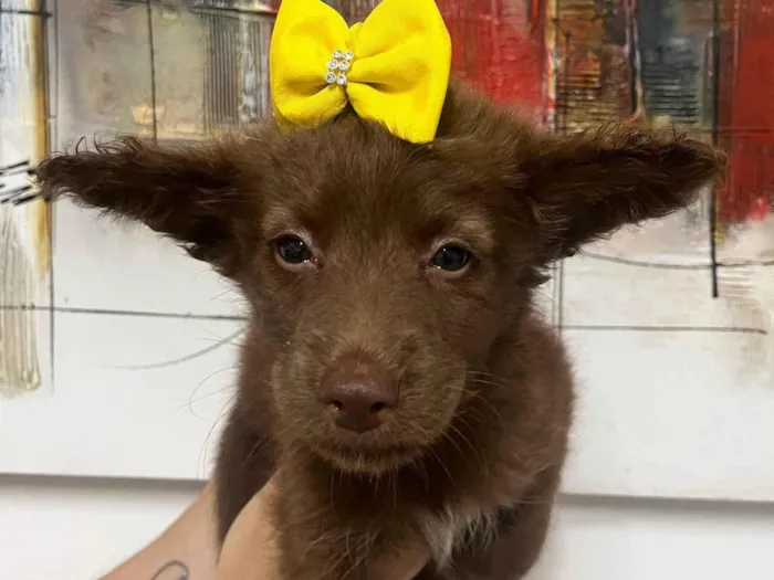 Cachorro ra a SRD-ViraLata idade Abaixo de 2 meses nome Manoela