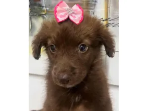 Cachorro raça SRD-ViraLata idade Abaixo de 2 meses nome Monalisa