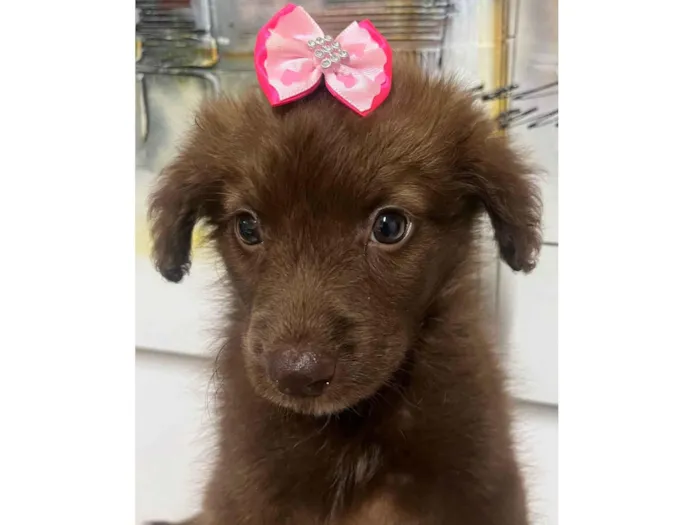 Cachorro ra a SRD-ViraLata idade Abaixo de 2 meses nome Monalisa