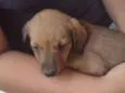 Manolo
