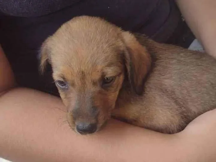 Cachorro ra a SRD-ViraLata idade 2 a 6 meses nome Manolo