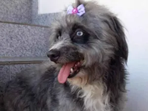 Cachorro raça SRD-ViraLata idade 1 ano nome Atena