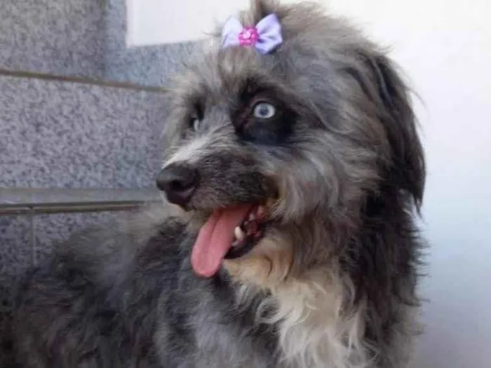 Cachorro ra a SRD-ViraLata idade 1 ano nome Atena