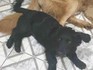 Cachorro raça Cocker idade 2 anos nome Amigo