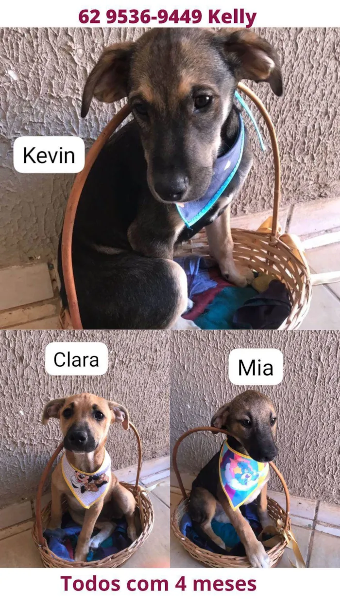 Cachorro ra a SRD-ViraLata idade 2 a 6 meses nome Kevin, Mia e Clara