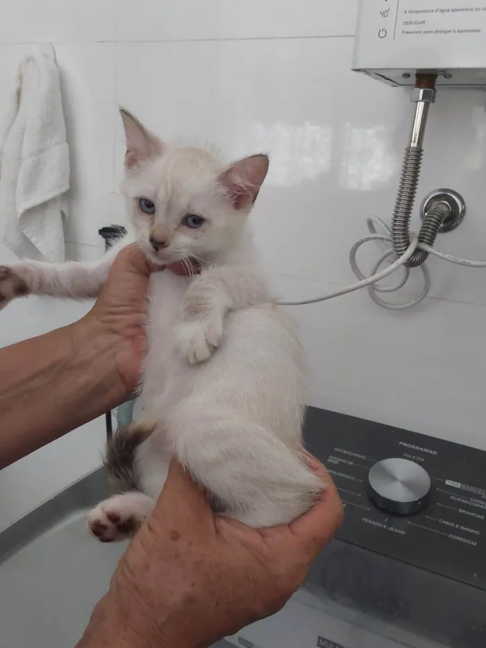 Gato ra a Srd idade 2 a 6 meses nome Floquinho