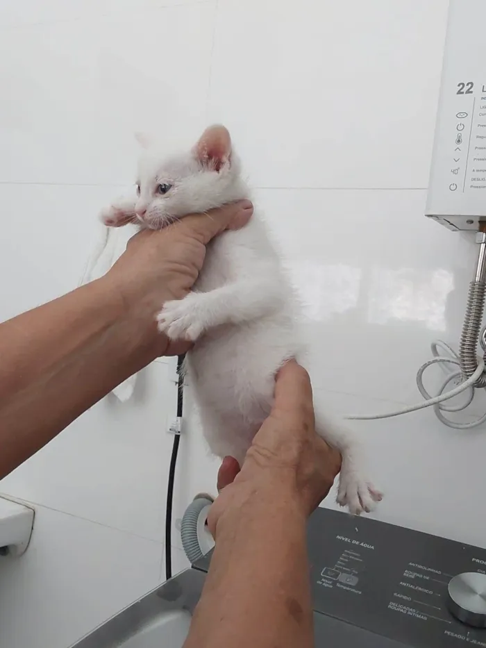 Gato ra a Srd idade 2 a 6 meses nome Juju