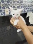 Franjinha 
