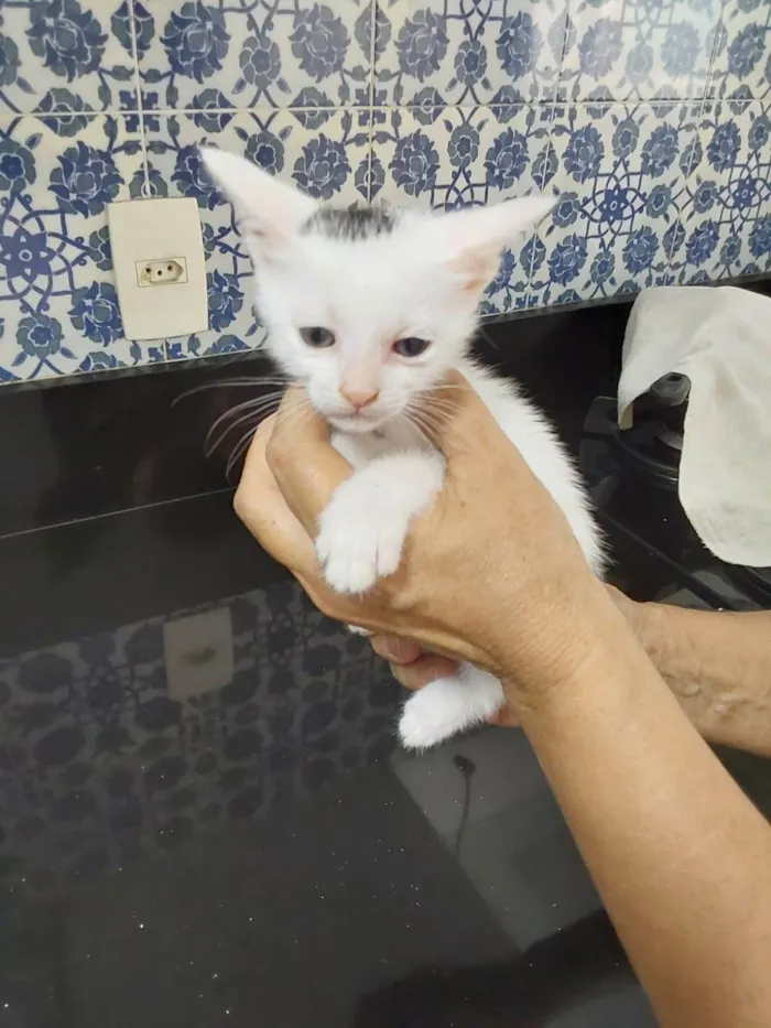 Gato ra a Srd idade 2 a 6 meses nome Franjinha 