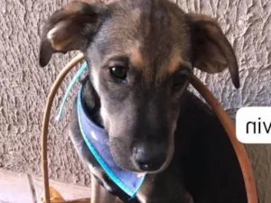 Cachorro raça SRD-ViraLata idade 2 a 6 meses nome Kevin, Mia e Clara