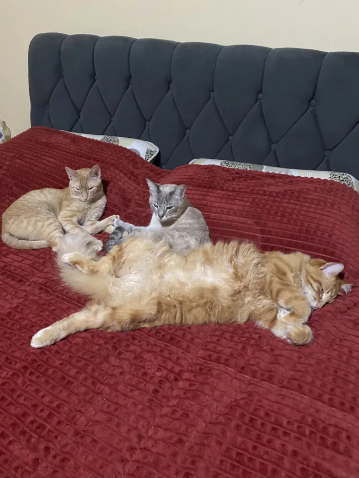 Gato ra a Siamês idade 2 anos nome Simba, Dora e Ginger 