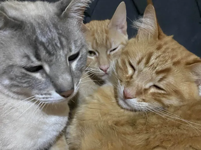 Gato ra a Siamês idade 2 anos nome Simba, Dora e Ginger 