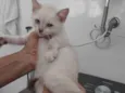 Floquinho