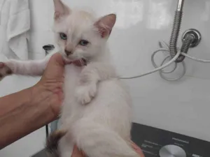Gato raça Srd idade 2 a 6 meses nome Floquinho