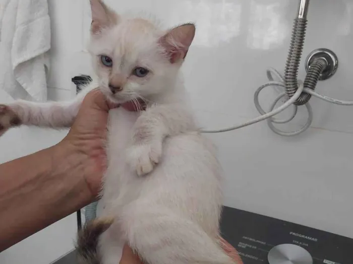 Gato ra a Srd idade 2 a 6 meses nome Floquinho