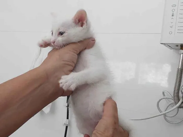 Gato ra a Srd idade 2 a 6 meses nome Juju