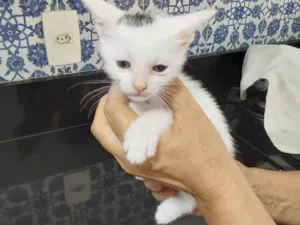 Gato raça Srd idade 2 a 6 meses nome Franjinha 