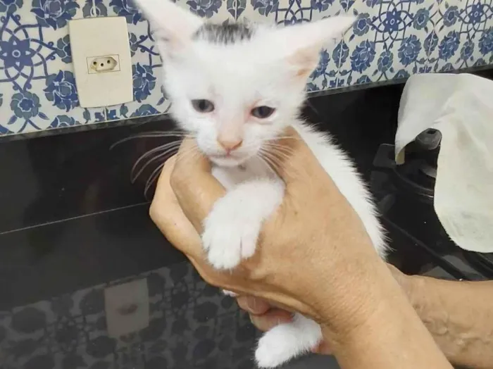Gato ra a Srd idade 2 a 6 meses nome Franjinha 