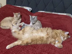 Gato raça Siamês idade 2 anos nome Simba, Dora e Ginger 