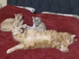 Simba, Dora e Ginger