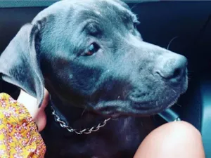 Cachorro raça Pitbull idade 4 anos nome Akira