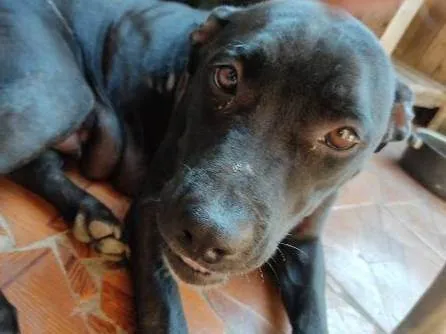 Cachorro ra a Pitbull idade 4 anos nome Akira