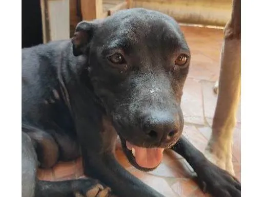 Cachorro ra a Pitbull idade 4 anos nome Akira