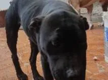 Cachorro ra a Pitbull idade 4 anos nome Akira