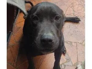 Cachorro ra a Pitbull idade 4 anos nome Akira