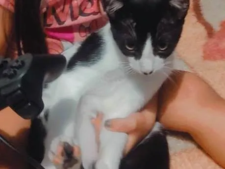 Gato ra a SRD-ViraLata idade 7 a 11 meses nome Apollo 